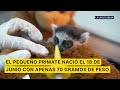 Una cría de lémur aferrado a un peluche lucha por sobrevivir en el Zoológico de Cali