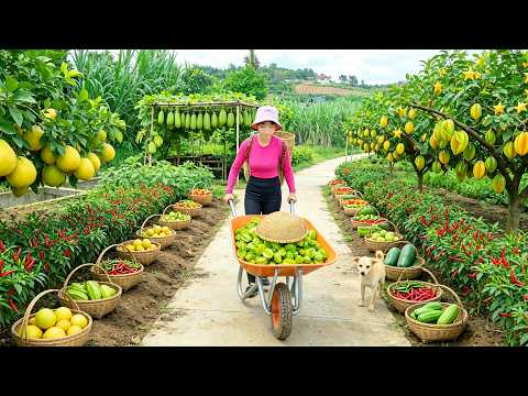 Harvest, Sell, Cook With Starfruit, Pomelo, Chayote, Bird's Eye Chilies - Gardening And Animal Care
