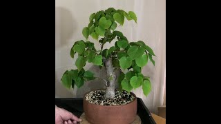 Linde zu Bonsai