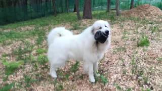 【グレートピレニーズ/greatpyrenees】アラン、ヒシャクで遊ぶ