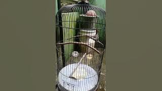 CIBLEK RASA KENARI GACOR