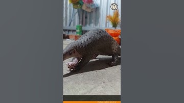 Phát hiện tê tê Java quý hiếm lúc đi tập thể dục sáng sớm