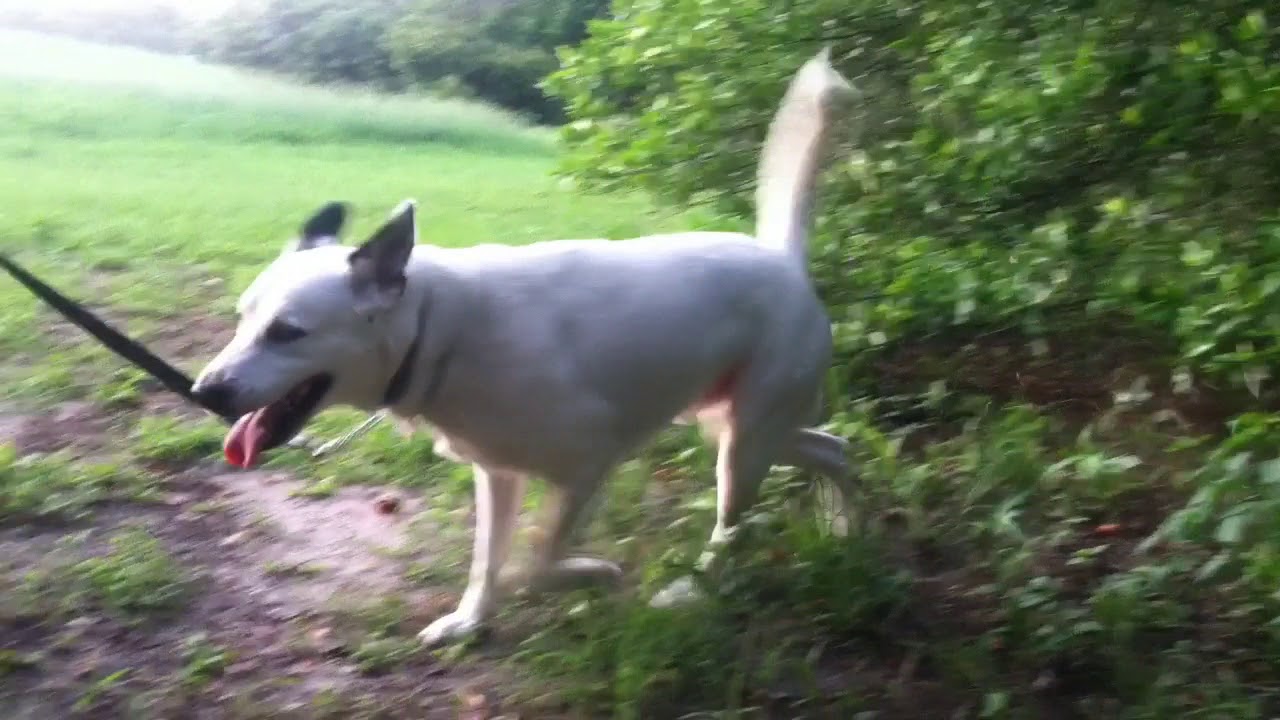 Skyler the Deaf Dog/ Rude Dog, kicking dirt all over every time you walk him. 15 funny kicks