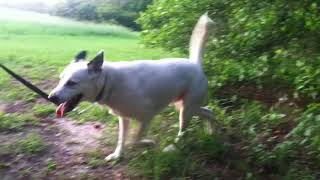 Skyler the Deaf Dog/ Rude Dog, kicking dirt all over every time you walk him. 15 funny kicks.