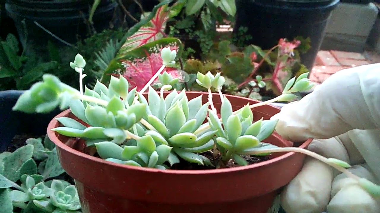 Como cultivar a suculenta graptopetalum MacDougallii.