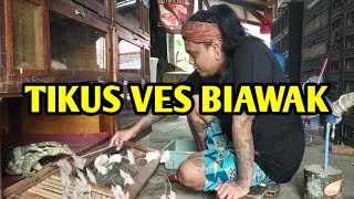 BUANG TIKUS YA KE BIAWAK AJA