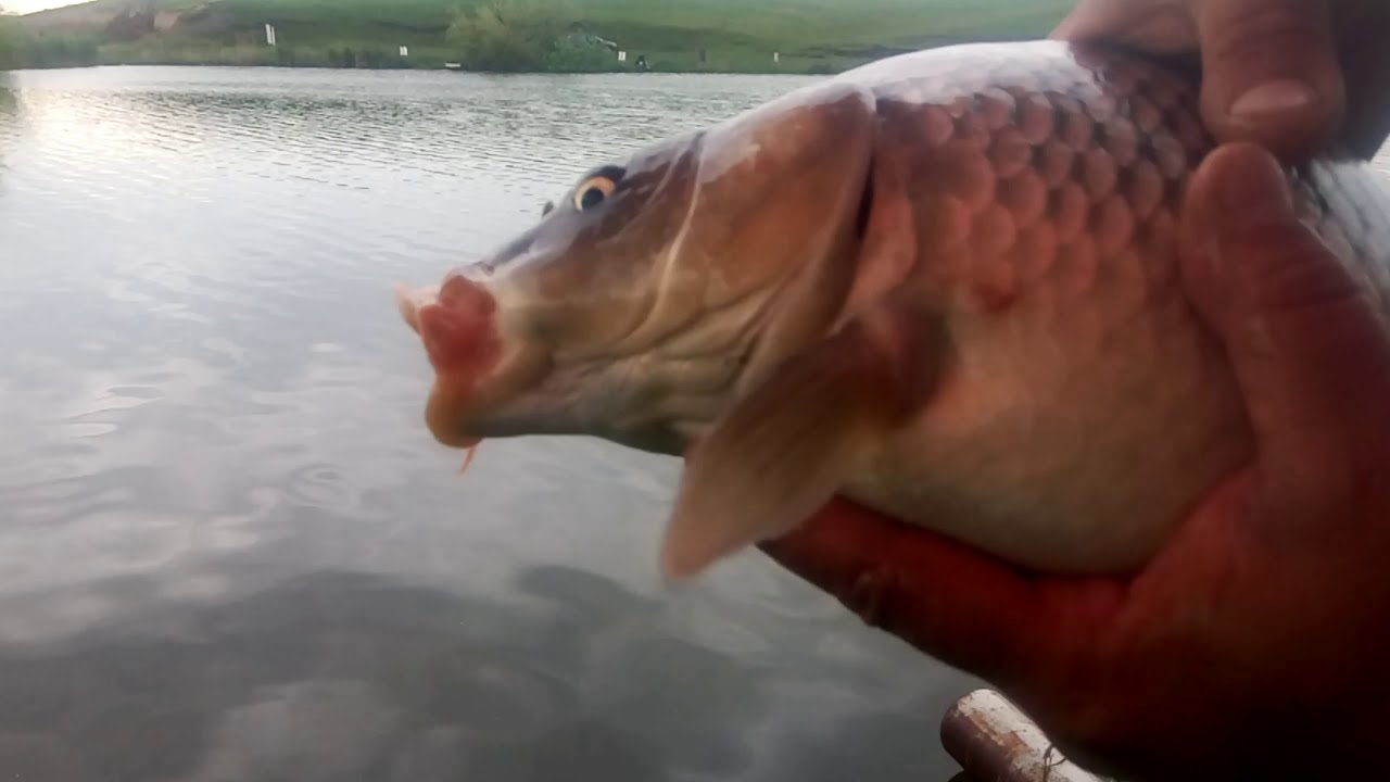 Hai la #peste. Nada cu halva, la #pescuit pe Lacul Boteni 1 dupa ploaie. Te mai intelegi cu chinezii