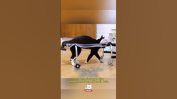 Kucing yang tidak patah semangat#kucing #shorts #shortvideo