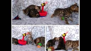 Бенгальские котята - антидепрессанты Бенгальские котята - антидепрессанты