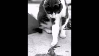 Signius- Prowling Kitty