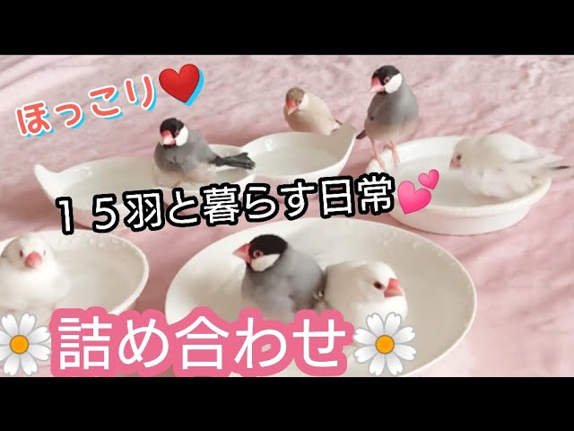 文鳥】15羽と暮らす日常色々詰め合わせ☆2300人ありがとう