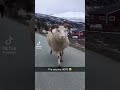 Hopping Sheep