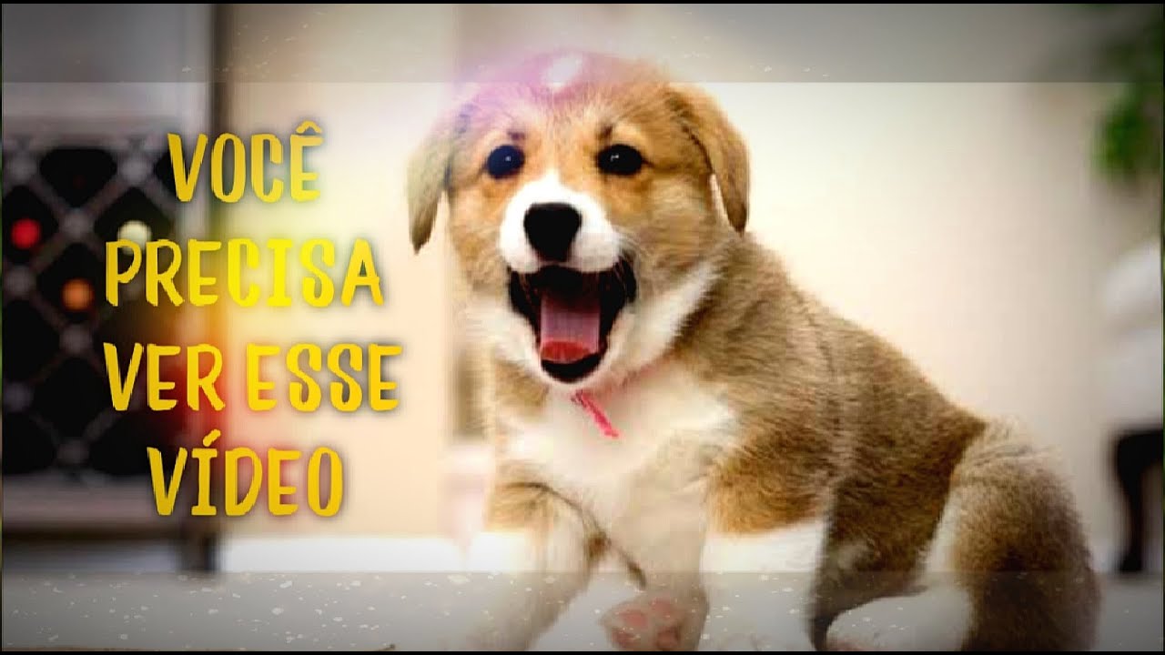 CACHORRO ENGRAÇADO E FOFOS CUTEDOG , FUNNYDOG❣️😻🐶