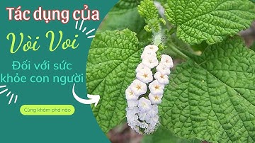 Tác Dụng Cây Vòi Voi. Những Bài Thuốc Từ Cây Vòi Voi