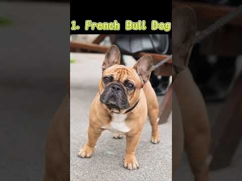 10 types of puppy in common #facts #doglover #dog #dogs