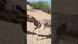 #youtube #donkey #animals #viral #youtube #donkey #animals #viral