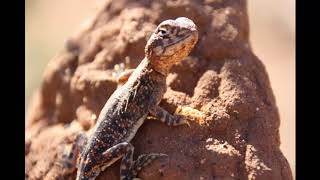 CANNING STOCK ROUTE - Midcoast 4WD Centre