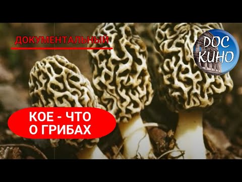 🎭КОЕ-ЧТО О ГРИБАХ 🌎 ДОКУМЕНТАЛЬНОЕ КИНО 🎆 2011