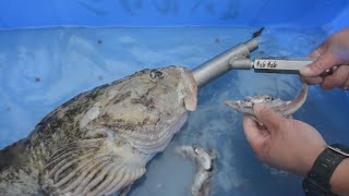 一手間で魚の鮮度維持 北海道、資源保護に期待