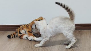 虎との邂逅で毛が逆立つ仔猫