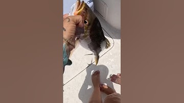 Yellowtail snapper for the win!