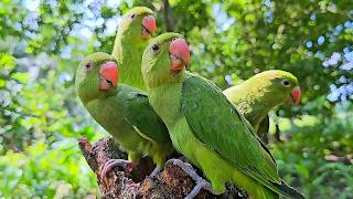 Wild Parrot Natural Sounds