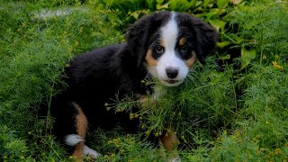 How Much is a Bernese Mountain Dog? 🐶💰