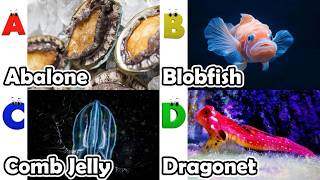 Toddler Learning - Learn Ocean Animals | Educational Videos for Kids | Learning Videos for Toddlers