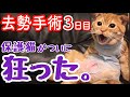 去勢手術3日目。保護猫がついに狂った。【スコティッシュフォールド】cat