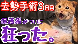 去勢手術3日目。保護猫がついに狂った。【スコティッシュフォールド】cat