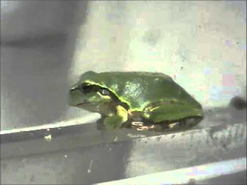 salamander oven Breathing of amphibia, Hyla japonica