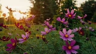 OpenAI Sora - Sunset Garden Serenade