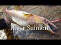 北海道の川でサーモンフィッシング! River Salmon Fishing In Hokkaido.