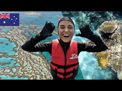 Video: Frumusețea fabuloasă a unui recif de corali sau Ce este un coral