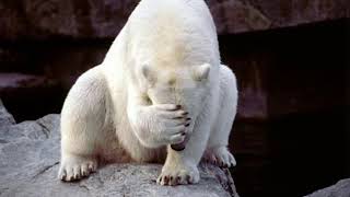 Me When Julian Fox Says Thomas And The Special Letter Is A 1995 Vhs