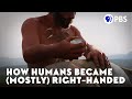 How humans became mostly righthanded