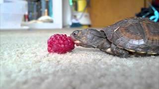 Baby Turtle Eating a Raspberry