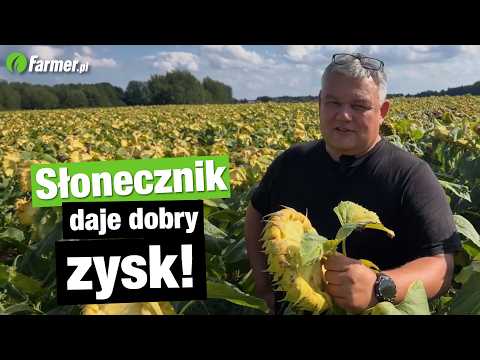 Sunflowers instead of wheat? Farmer reveals costs, fertilization, and profits!