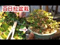 【百日紅盆栽整枝5月～9月】樹形を決めた後アフター整枝＆コメント企画・やじま園@tane.bonsai