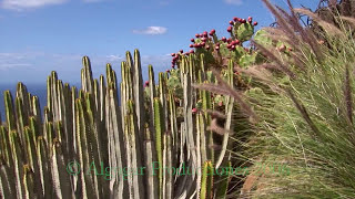 The giant lizard of Gran Canaria - Trailer