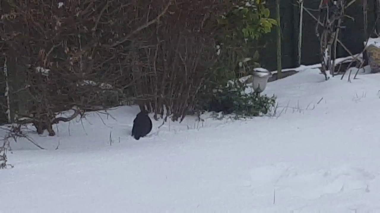 Blackbird Hides From Snow, Drinks Water and Eats