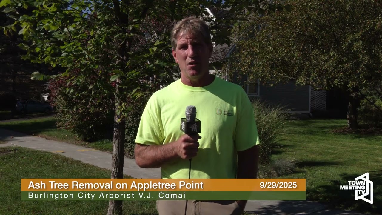 Удаление ясеня на мысе Эпплтри