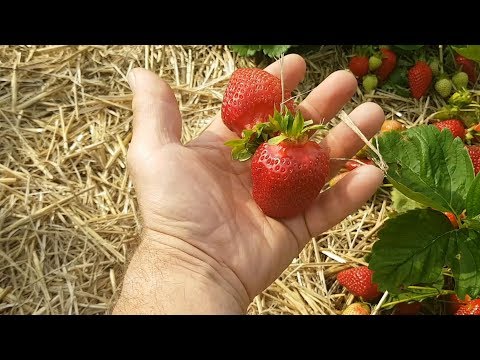 Вопрос: Когда начинается сезон клубники в Германии?