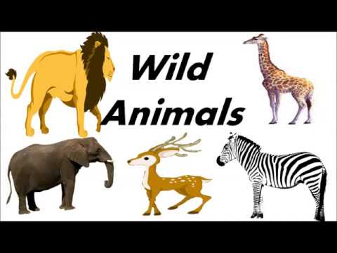 Wild Animals Name - YouTube