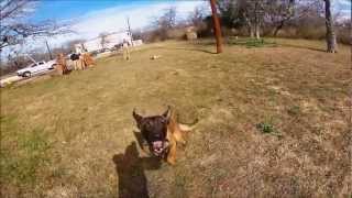 Slow motion dog bite