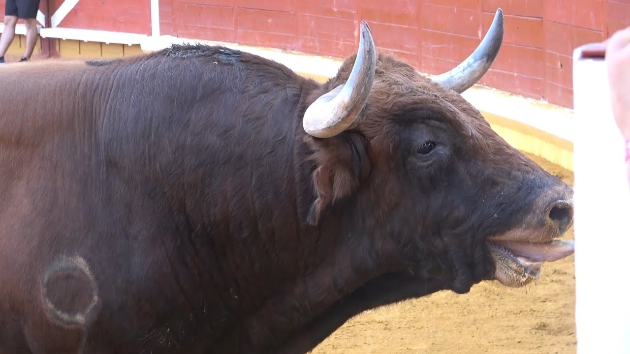 Illescas(Toledo) 01-06-2024 I Congreso del Toro a Cajón. "Cortisano" Nº15 de Guadalmena