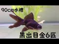 金魚　６匹買ってきました。黒出目金　シンプル過ぎる９０ｃｍ水槽ですが長生きしてくれそう！／Goldfish