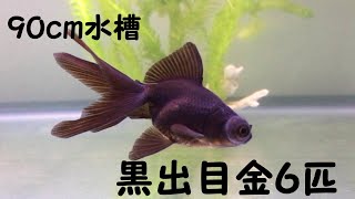 金魚　６匹買ってきました。黒出目金　シンプル過ぎる９０ｃｍ水槽ですが長生きしてくれそう！／Goldfish