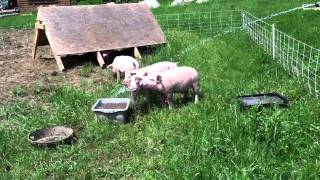 Pigs Romping at Nubanusit Neighborhood & Farm Cohousing