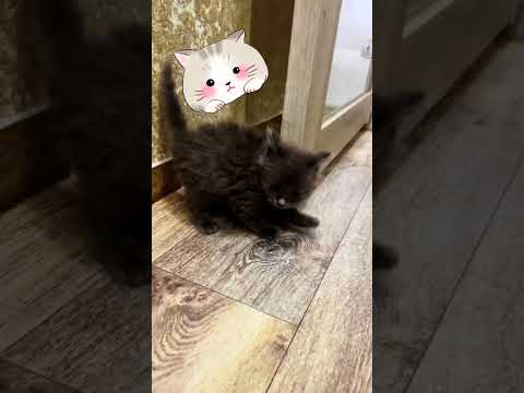 Listen to the thoughts of a little kitten